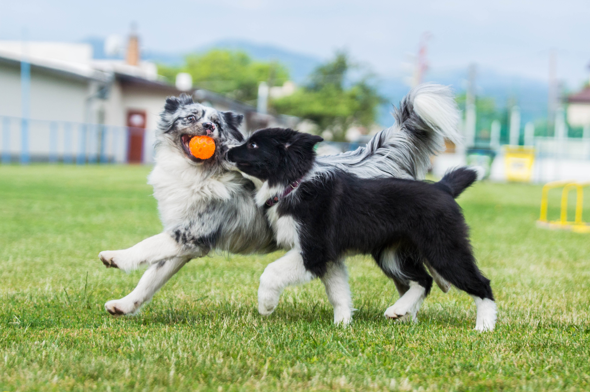 šteniatko sa socializuje so psami